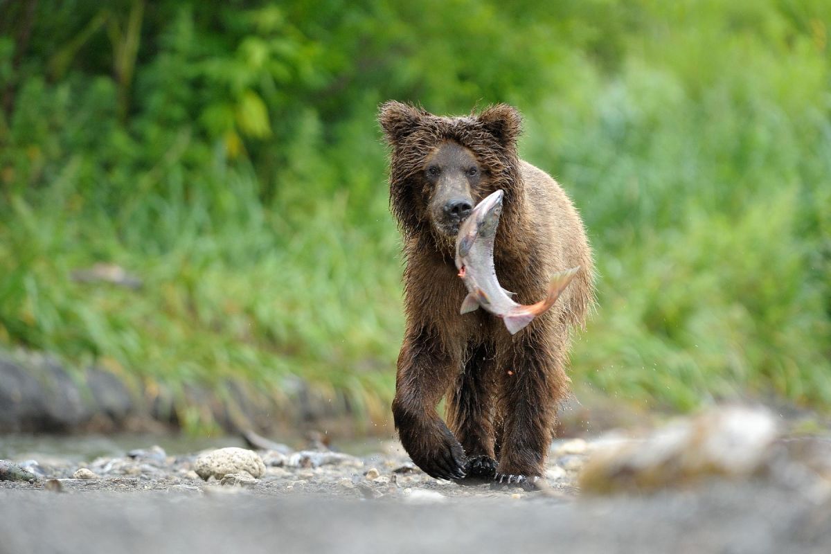 Курильское озеро, кальдера вулкана Ксудач и Ходутка (на вертолете)