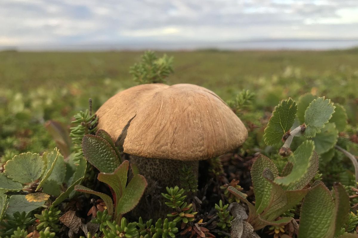 Джип тур на Средний и Рыбачий