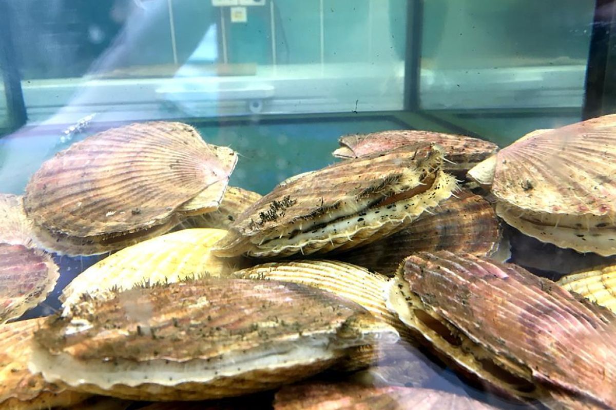 Мореферма с обедом + Приморский океанариум (о.Русский)