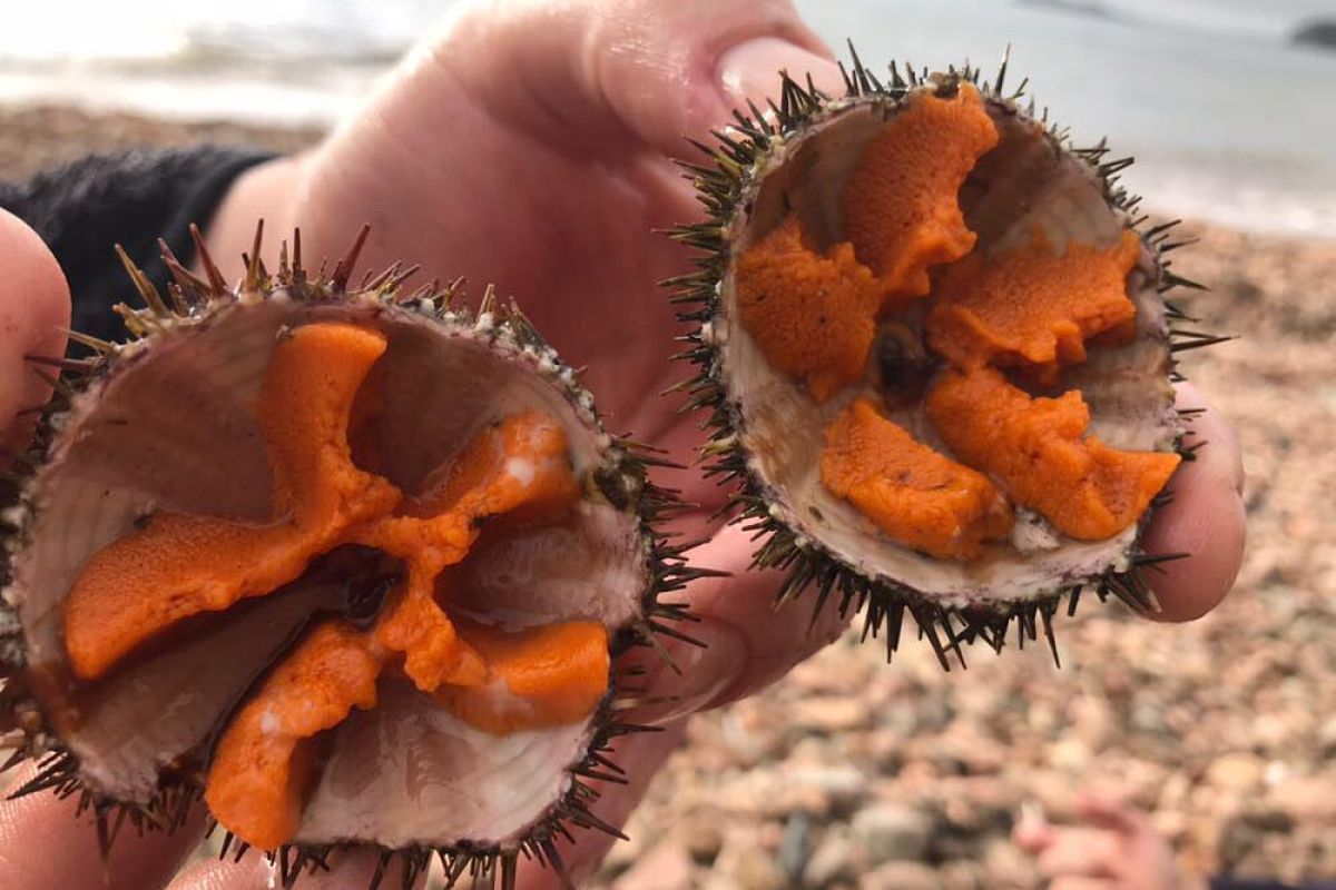 ЧУДЕСА ПРИМОРСКОГО КРАЯ