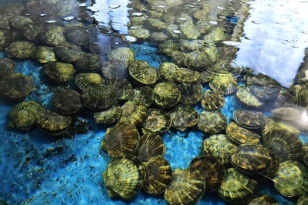Мореферма + отдых у моря (остров Русский)