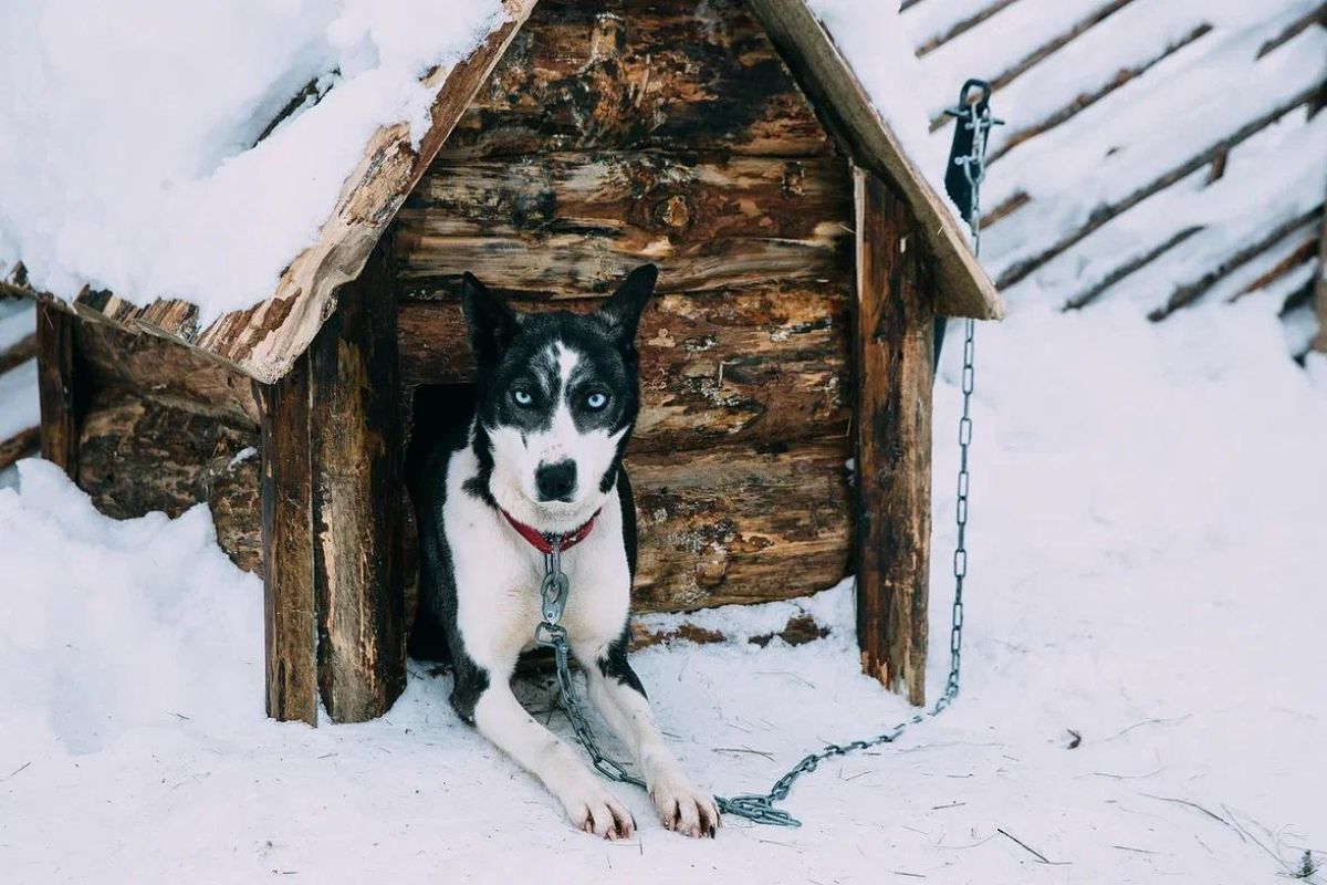 Хаски и олени: экскурсия в питомник (Карелия, Петрозаводск)