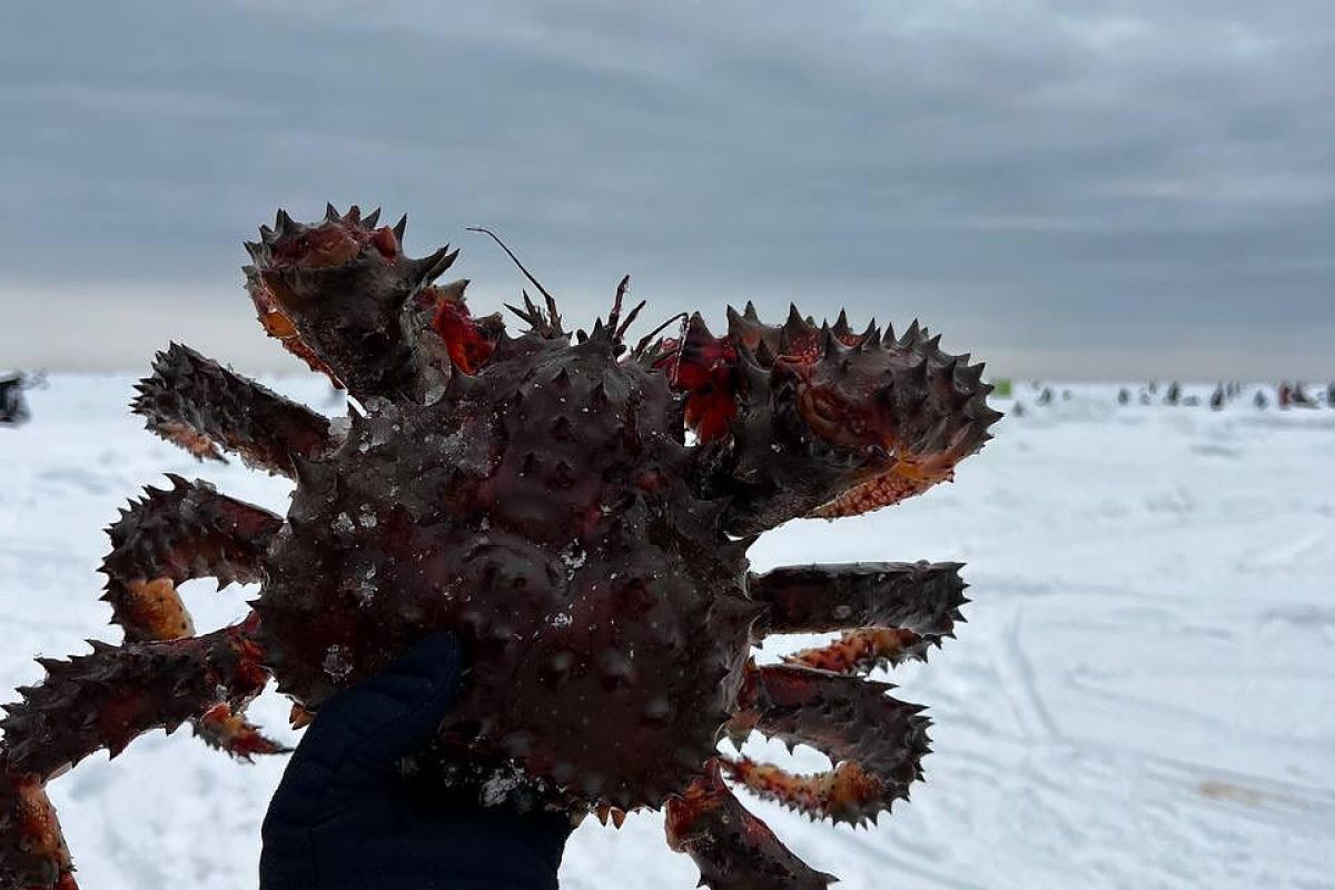 Подлёдный лов краба на Сахалине