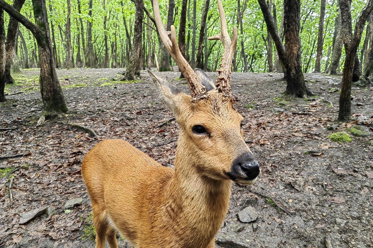 Лотосы и море – Приморье