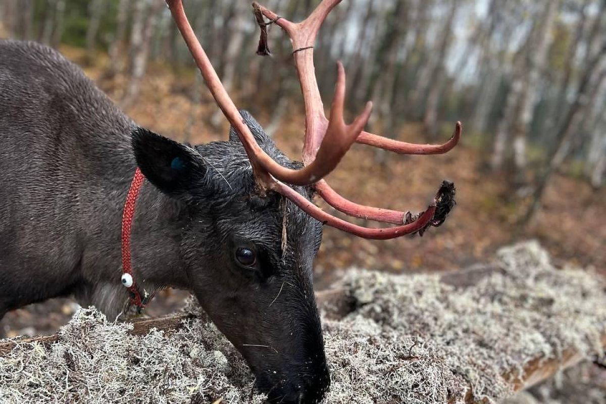 Саамские мотивы