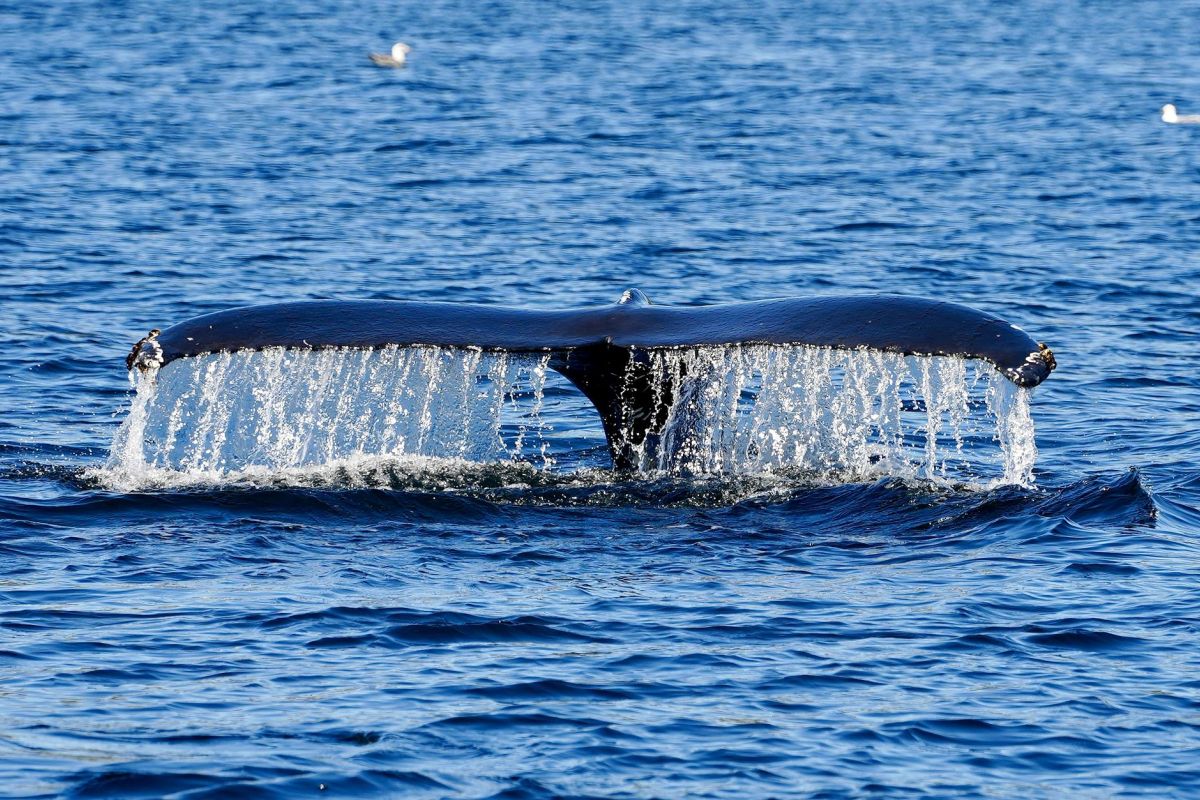 Край стихий: Киты. Океан. Горы. Водопады
