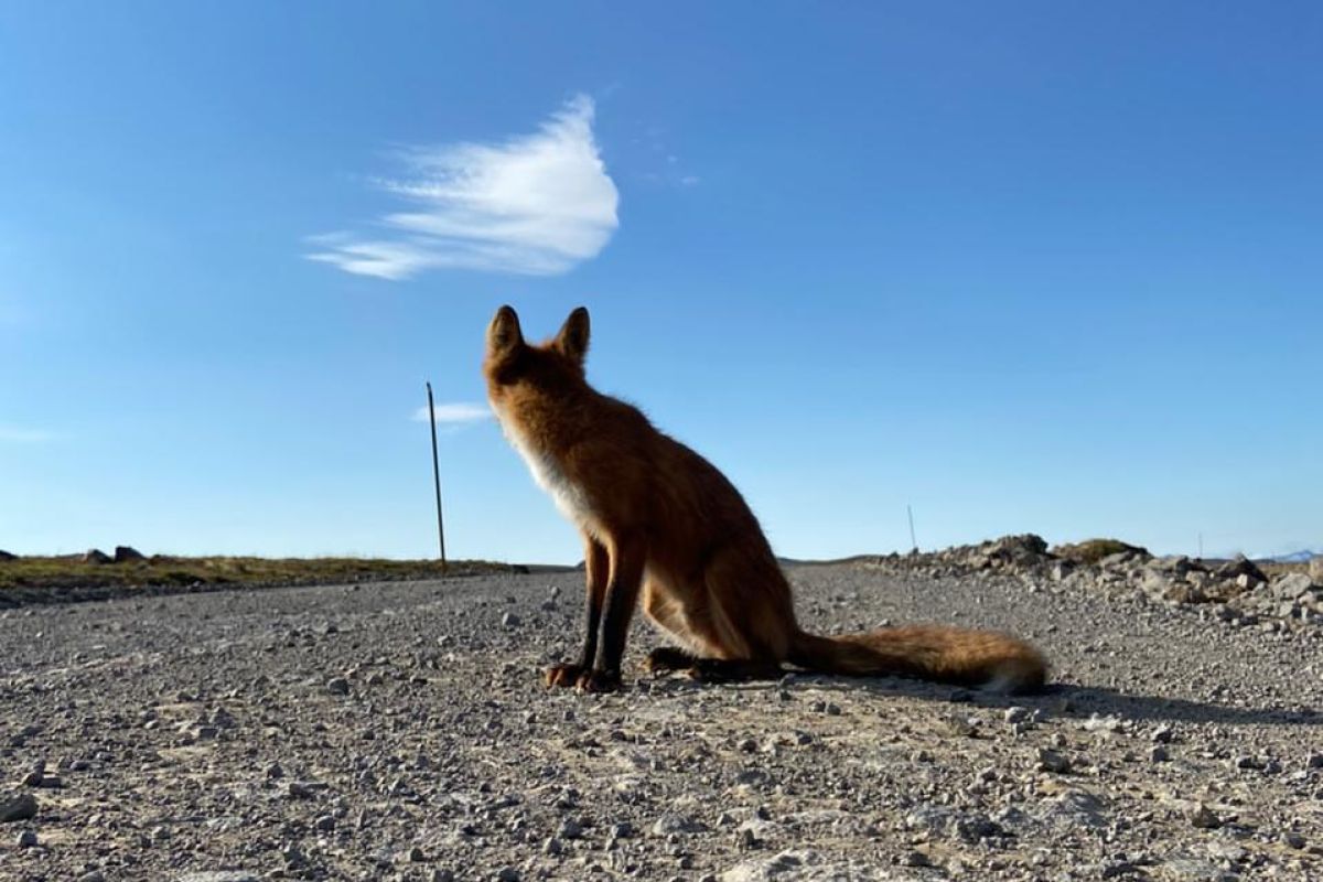 Джип-тур к подножию Авачинского вулкана и к Халактырскому пляжу индивидуально