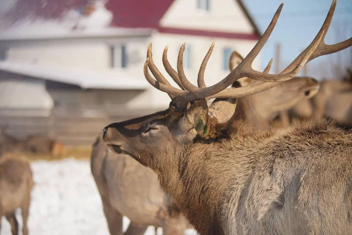 Эскурсия на экоферму (Приамурье)
