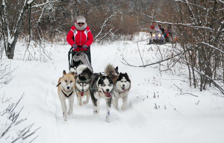 Экскурсия с катание на собачьих упряжках и горячим источником – Камчатка