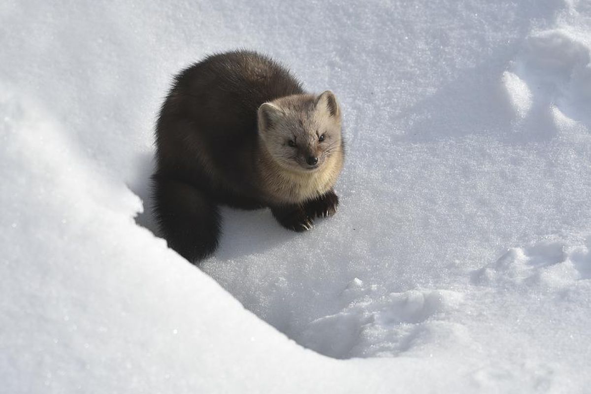 Путешествие на снегоходах в природный парк «Налычево»