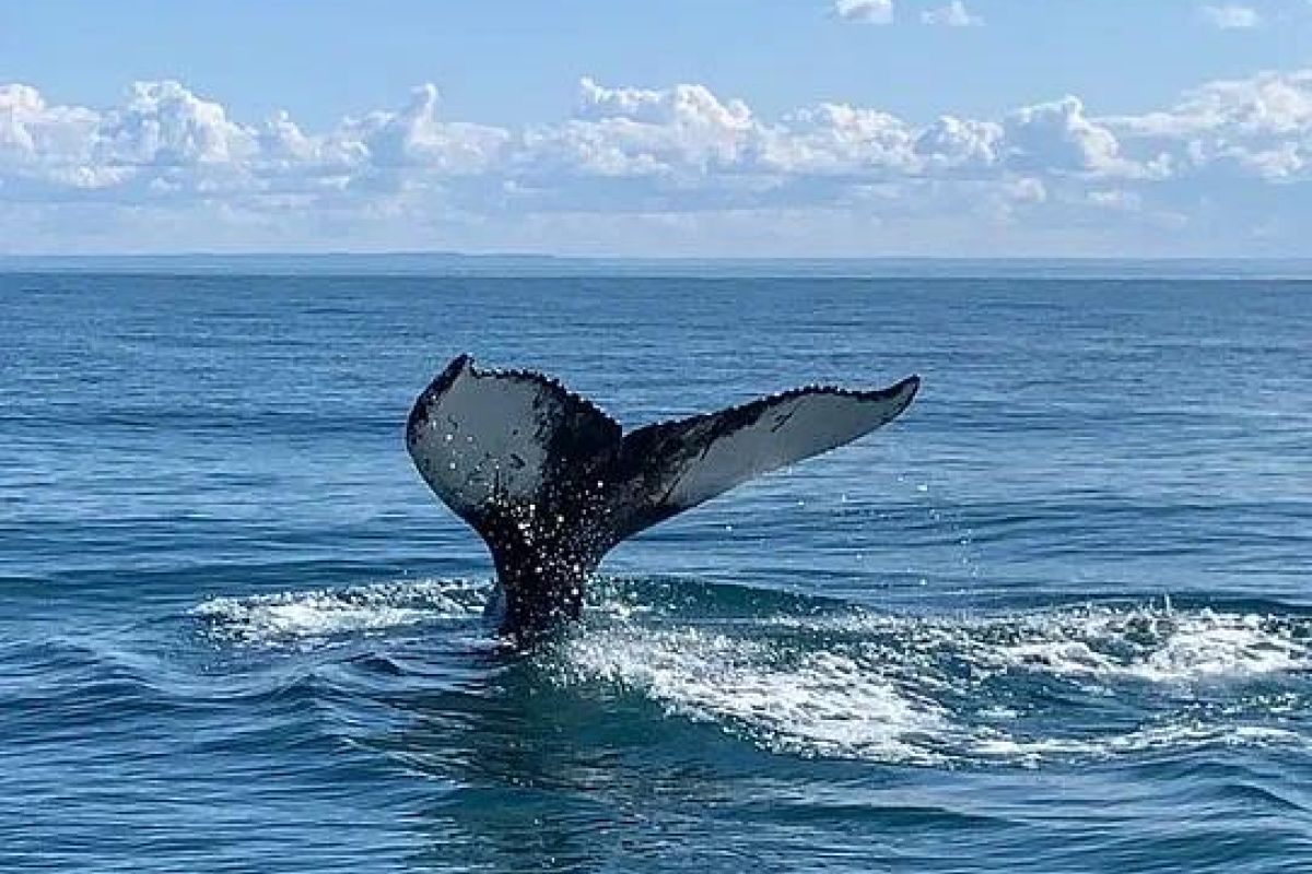 День ВМФ в Североморске