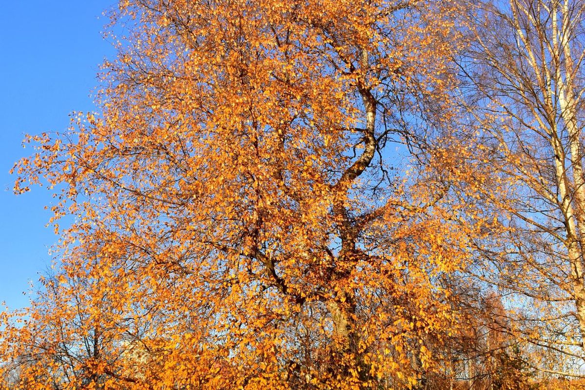 Карельские денёчки в Сортавала