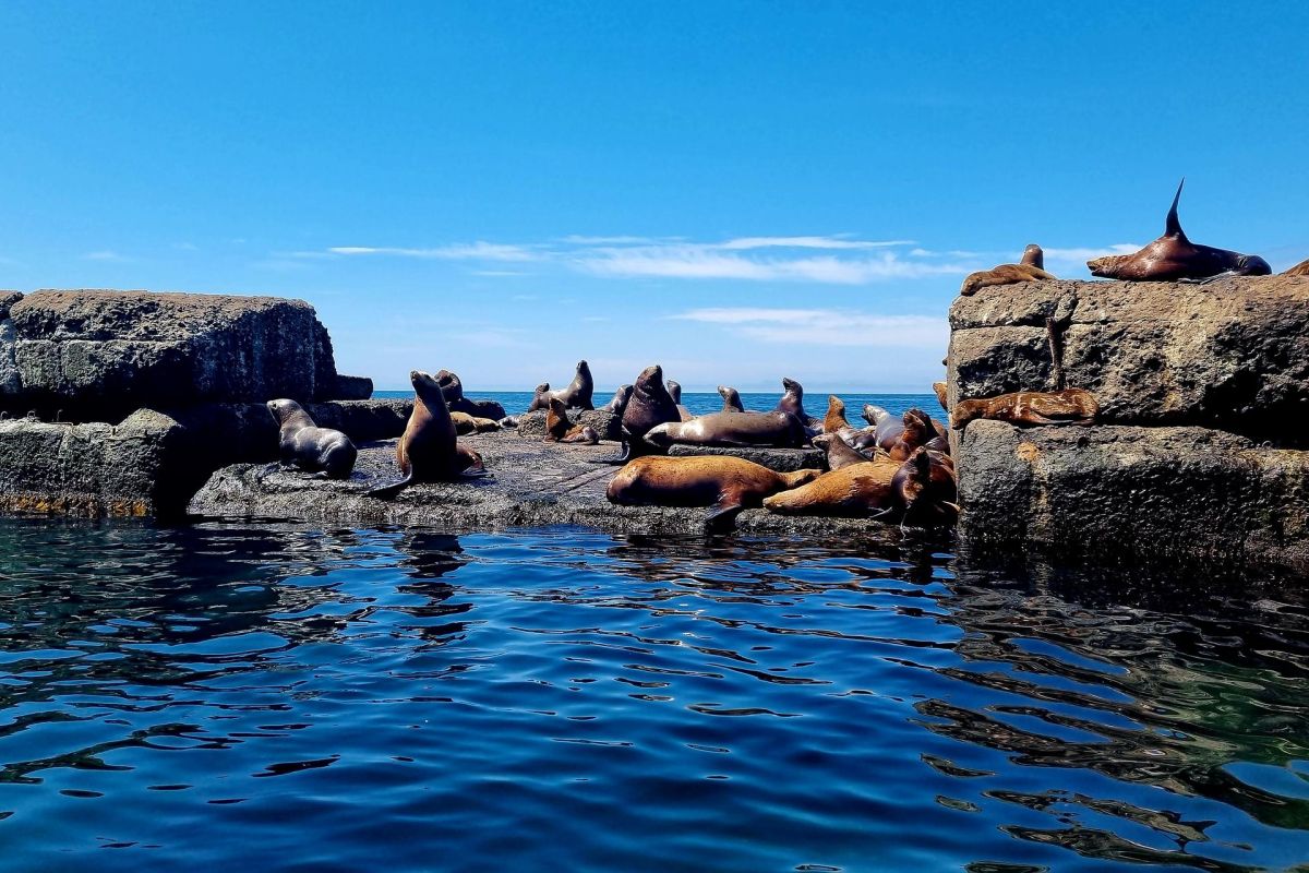 Экскурсия на лежбище сивучей (Сахалин)