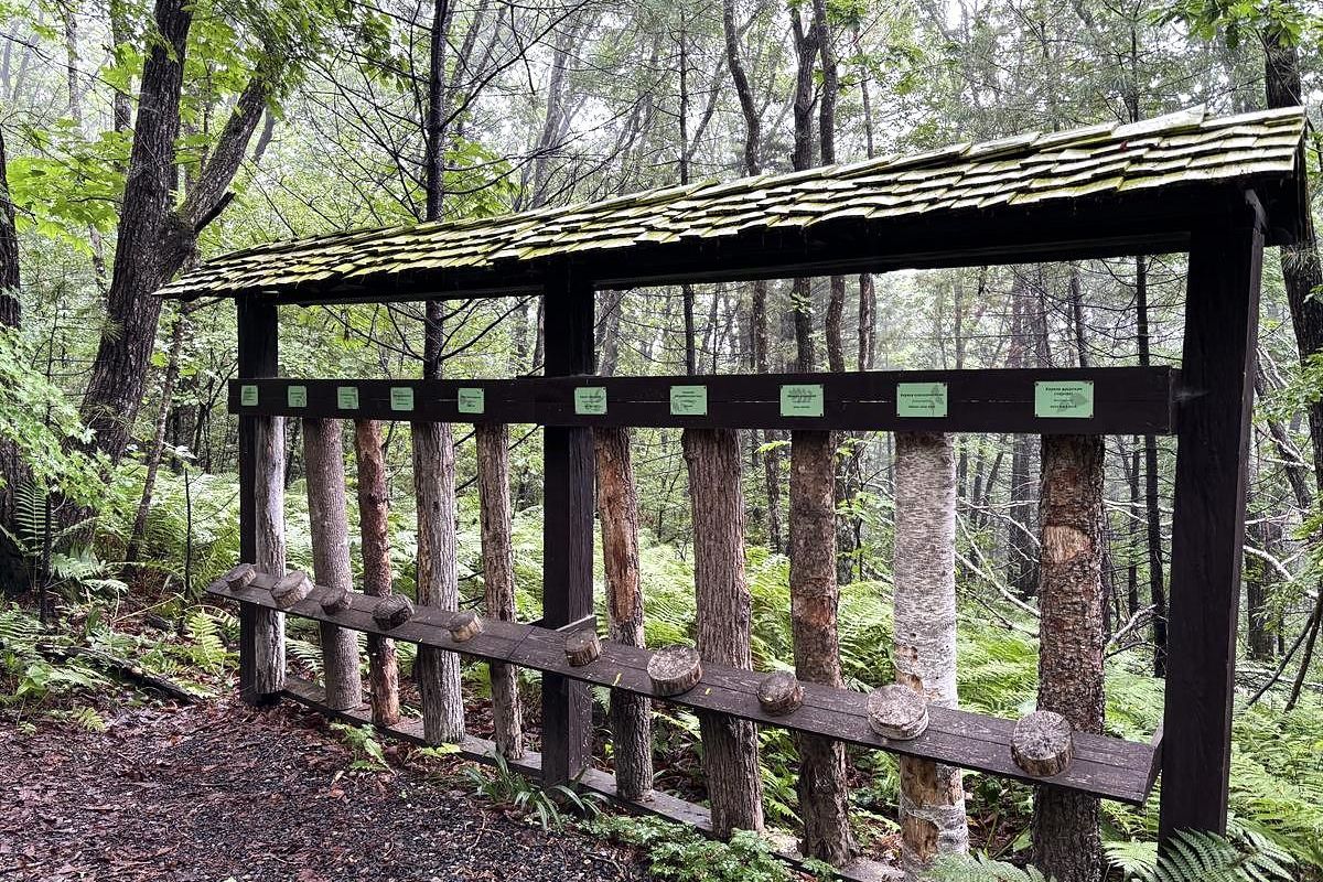 Земля леопарда + Японское море