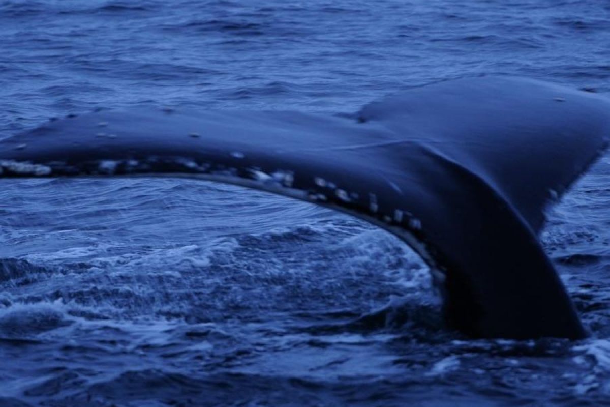 Териберка: морская прогулка в поиске китов