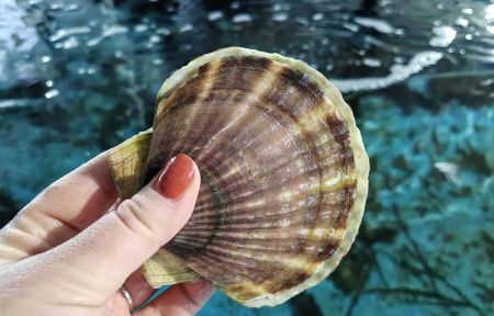 Вкусный Владивосток