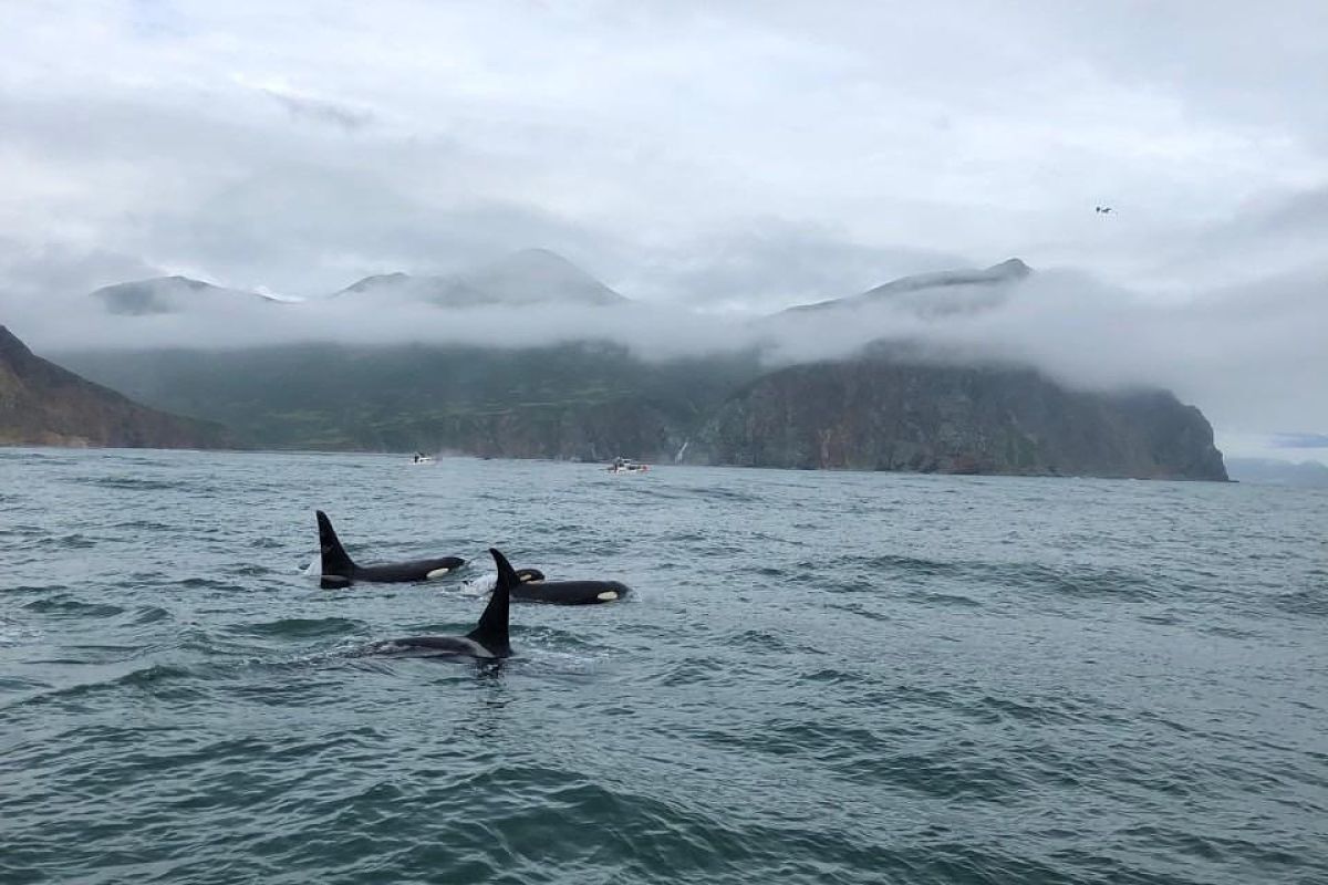 Морская прогулка по бухтам с выходом в океан