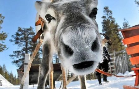 Хаски и олени: экскурсия в питомник (Карелия, Петрозаводск)