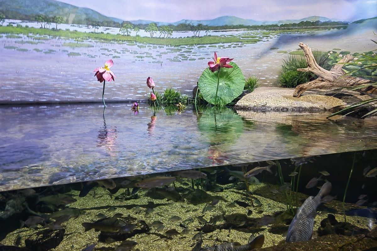 Лотосы и море – Приморье