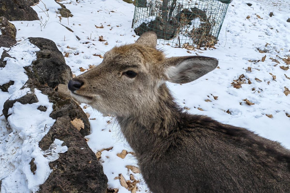 Экскурсия в Сафари-парк