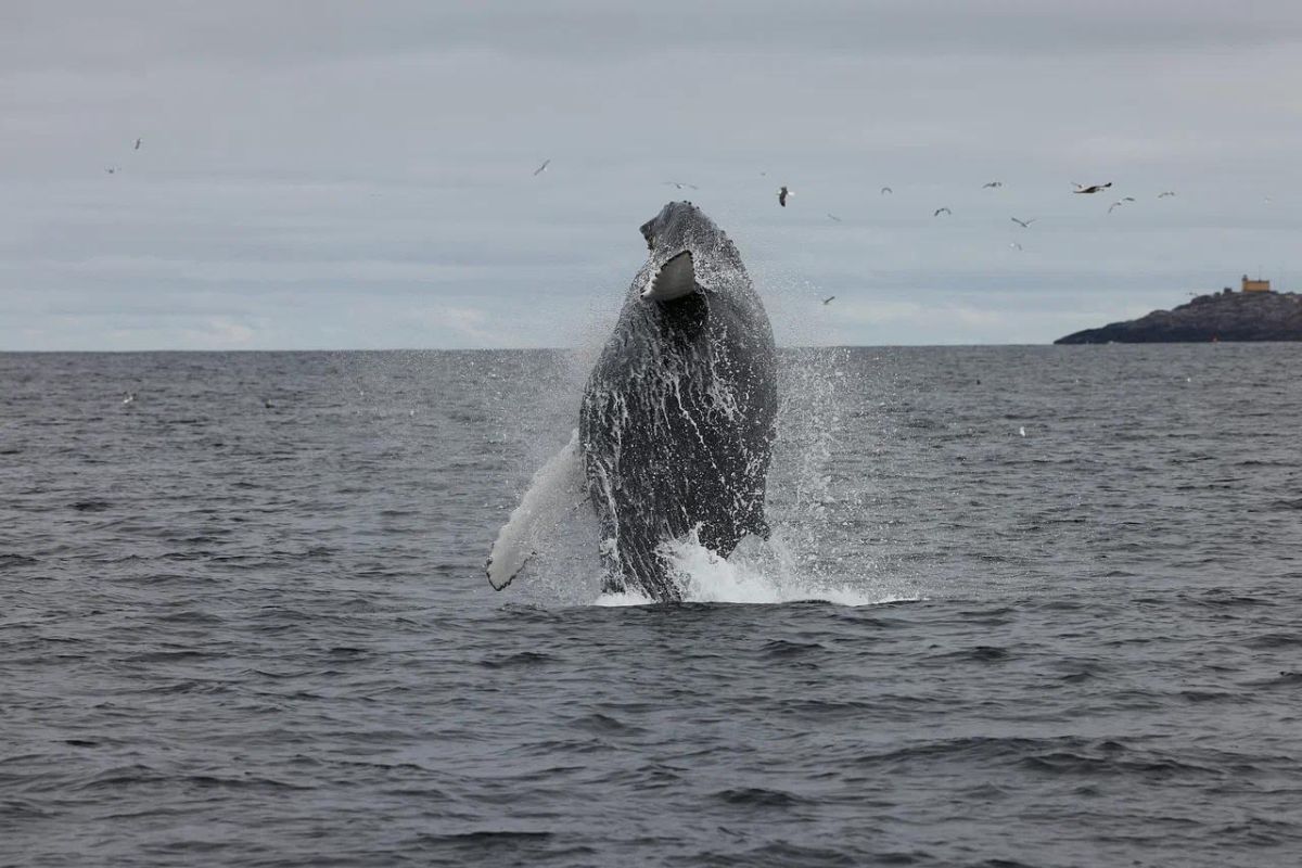 Горы. Море. Водопады +морская прогулка (3 дня на Кольском)