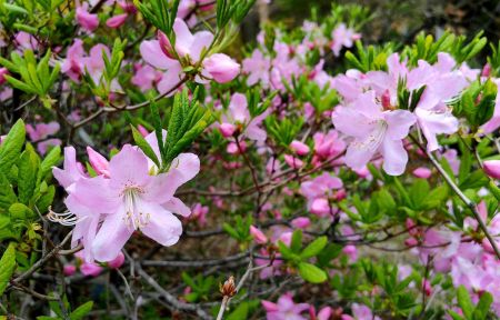 Дыхание весны в Приморье