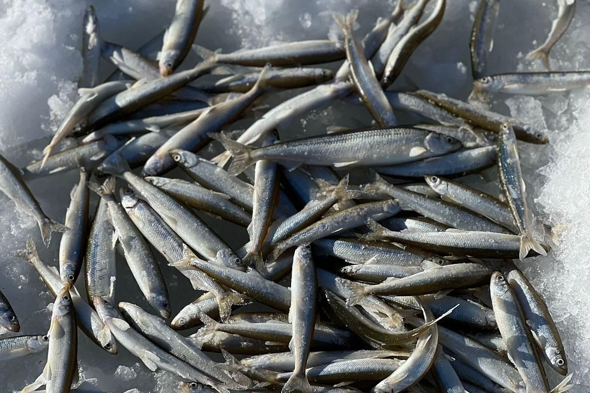 Подлёдная рыбалка на Сахалине