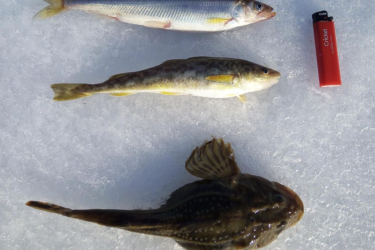 Озеро Майниц - жемчужина Чукотки (март-апрель, подлёдная рыбалка)