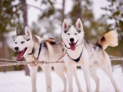 Тур “Сияние Крайнего Севера” (Охота за Северным Сиянием)