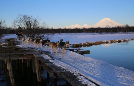 Экскурсия в питомник ездовых собак, катание на упряжках на Камчатке