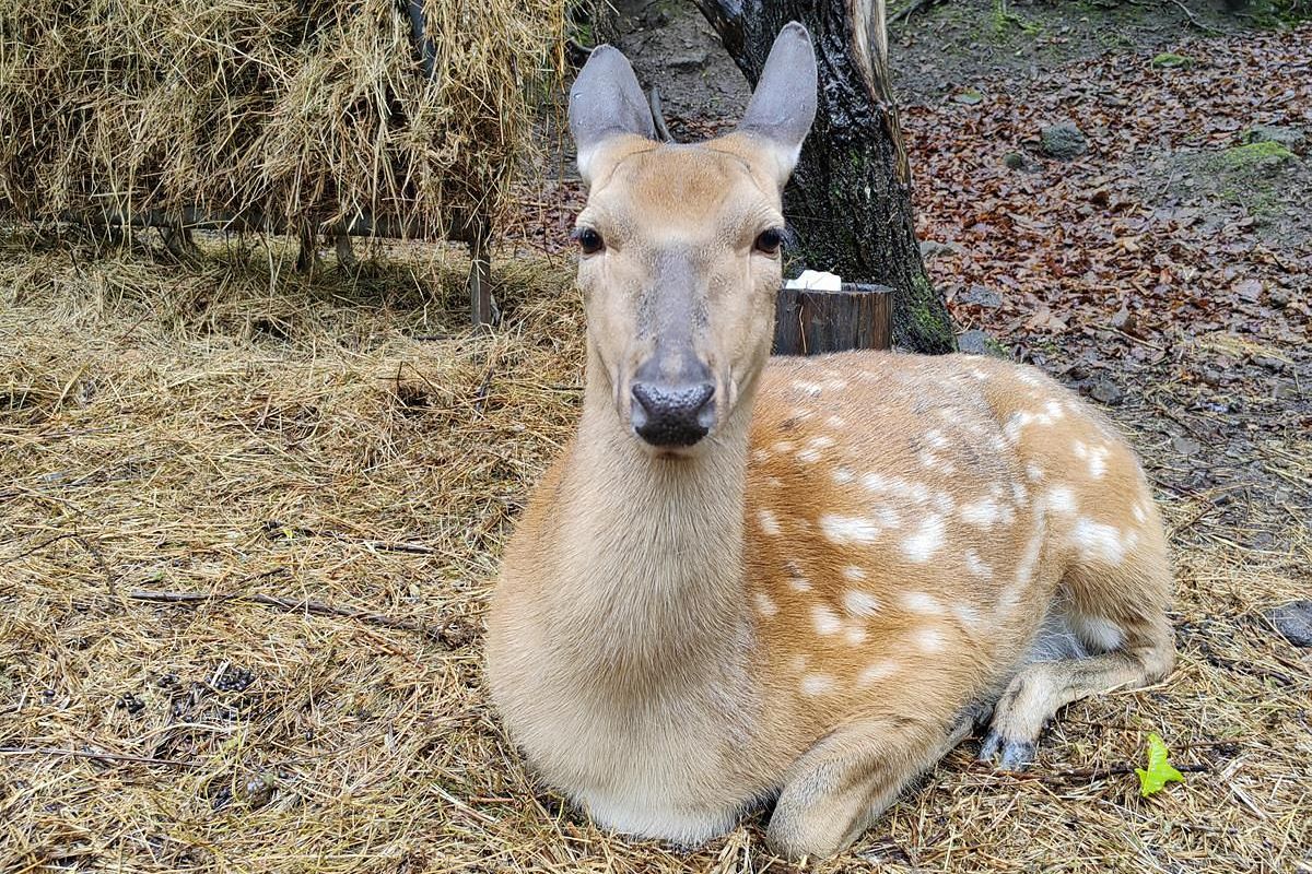 Экскурсия в Приморский Сафари-парк