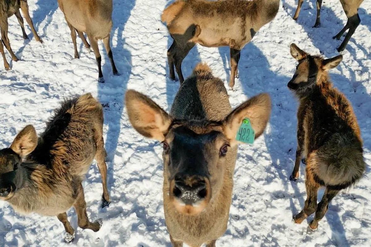 Эскурсия на экоферму (Приамурье)