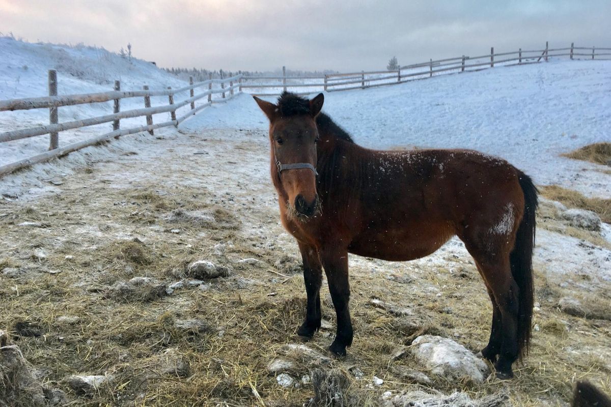 Тур выходного дня "ПРЕДНОВОГОДНИЕ ЧУДЕСА В КЕНОЗЕРЬЕ"