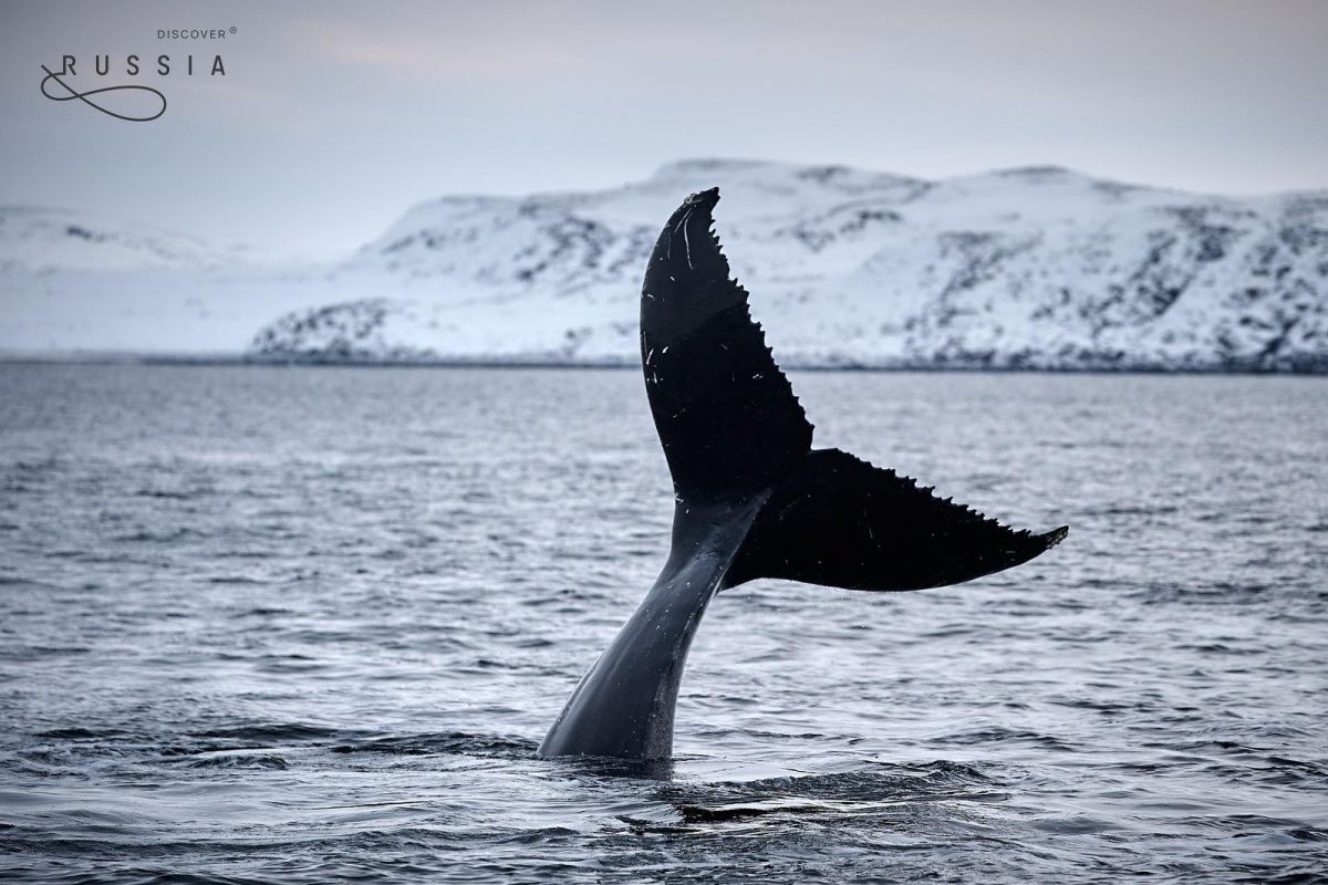 Север на ладони – Кольский