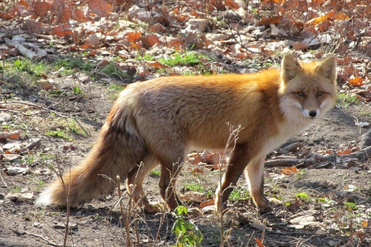 Экскурсия в Приморский Сафари-парк