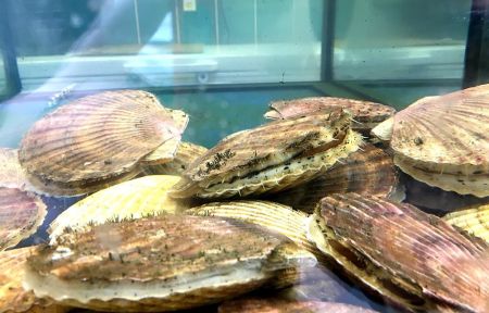 Мореферма с обедом + Приморский океанариум (о.Русский)