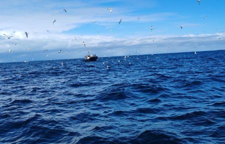 Фотоохота на китов