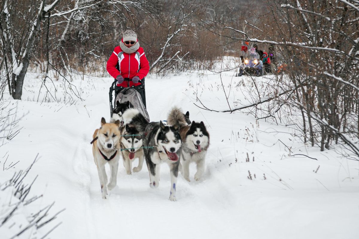 Экскурсия с катание на собачьих упряжках и горячим источником – Камчатка