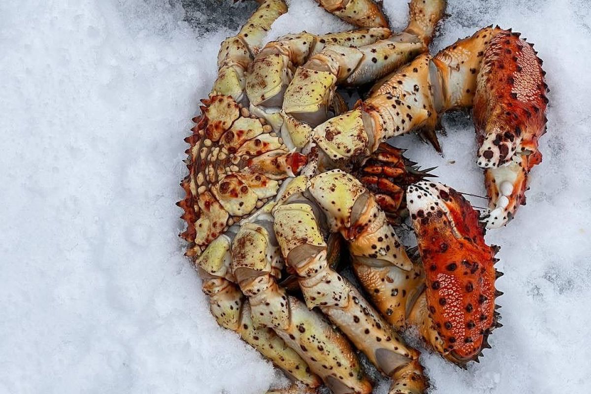 Яркая зима на Сахалине (5 дней)