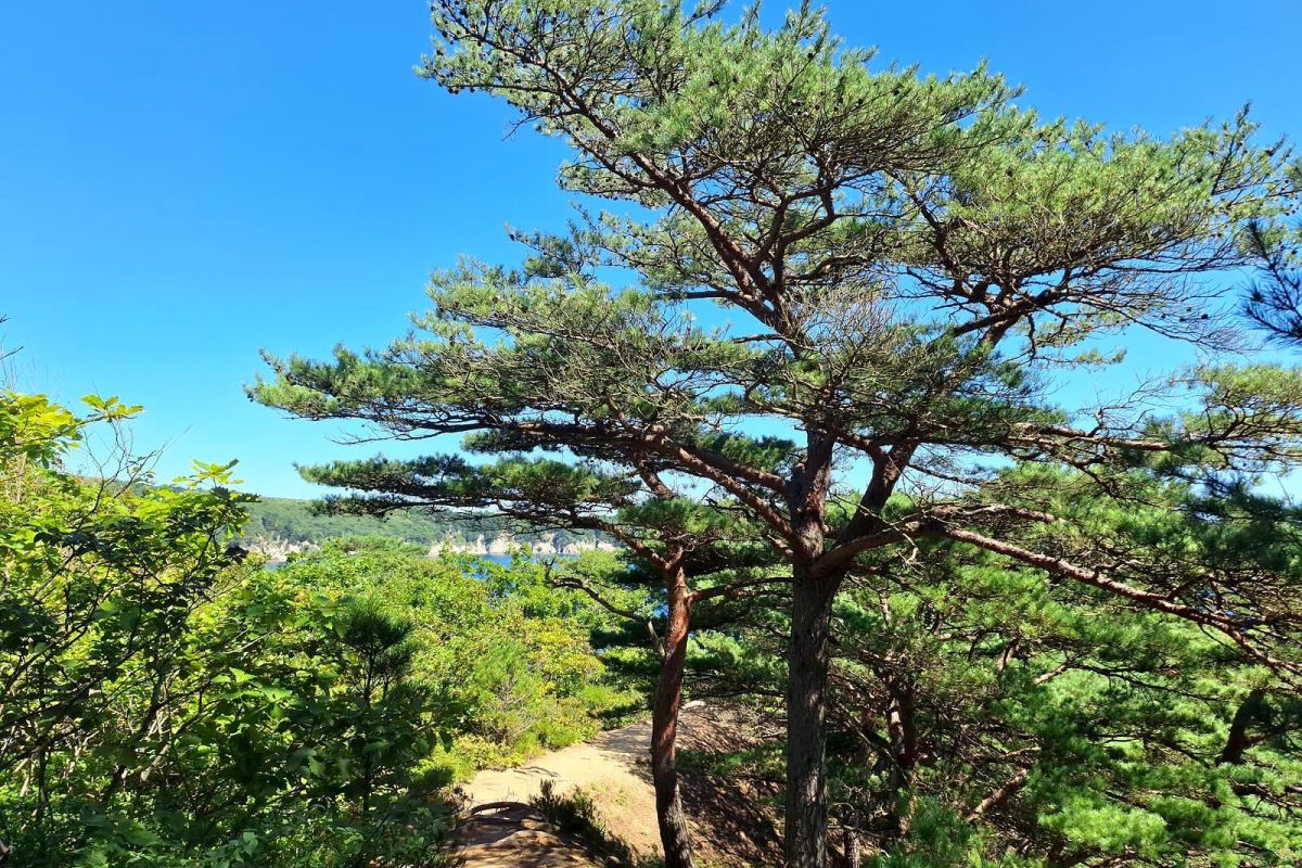 Тур-приключение по Приморью «Четыре истории»