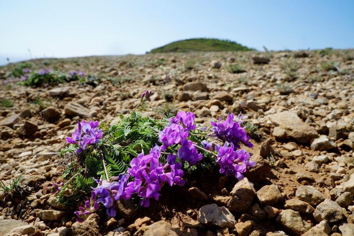 Сихотэ-Алинский заповедник: по следам амурского тигра!