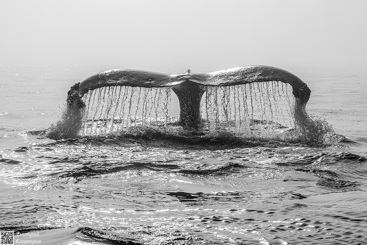 Итуруп и Шикотан. Путешествие на другую планету