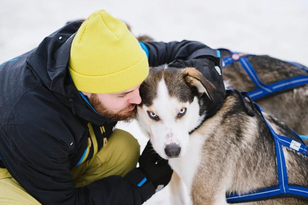 Хаски и олени: экскурсия в питомник (Карелия, Петрозаводск)