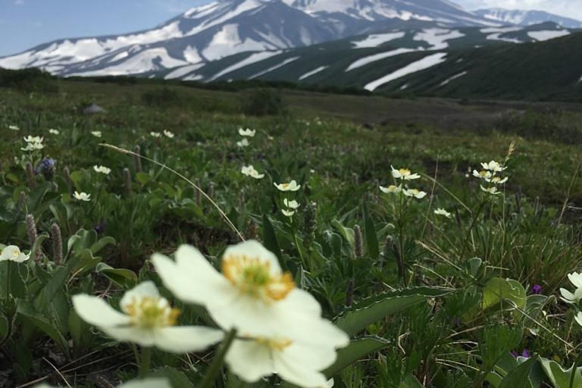 Джип-тур к Авачинскому вулкану (гора Верблюд) + «Черный пляж»