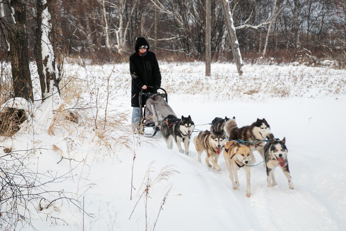 Катание на собачьих упряжках + этноэкскурсия на Камчатке