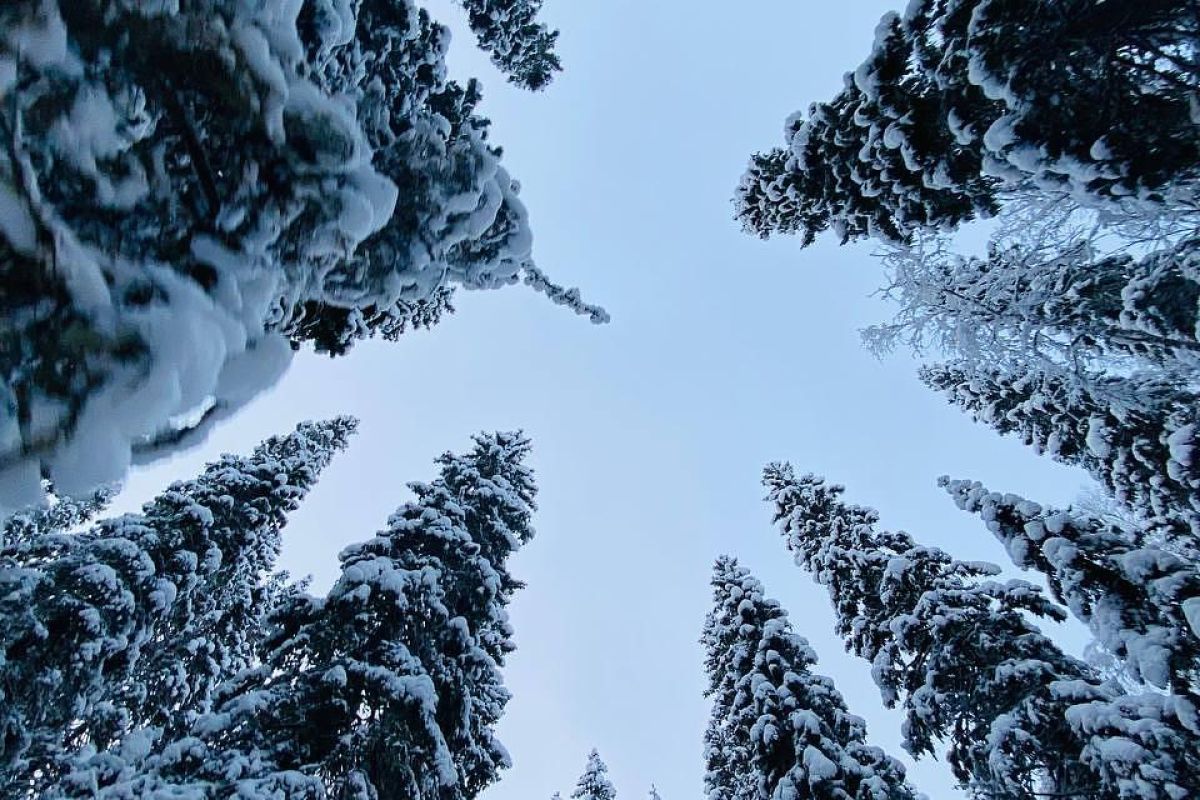 Заповедные берега Беломорья (снегоходный тур)