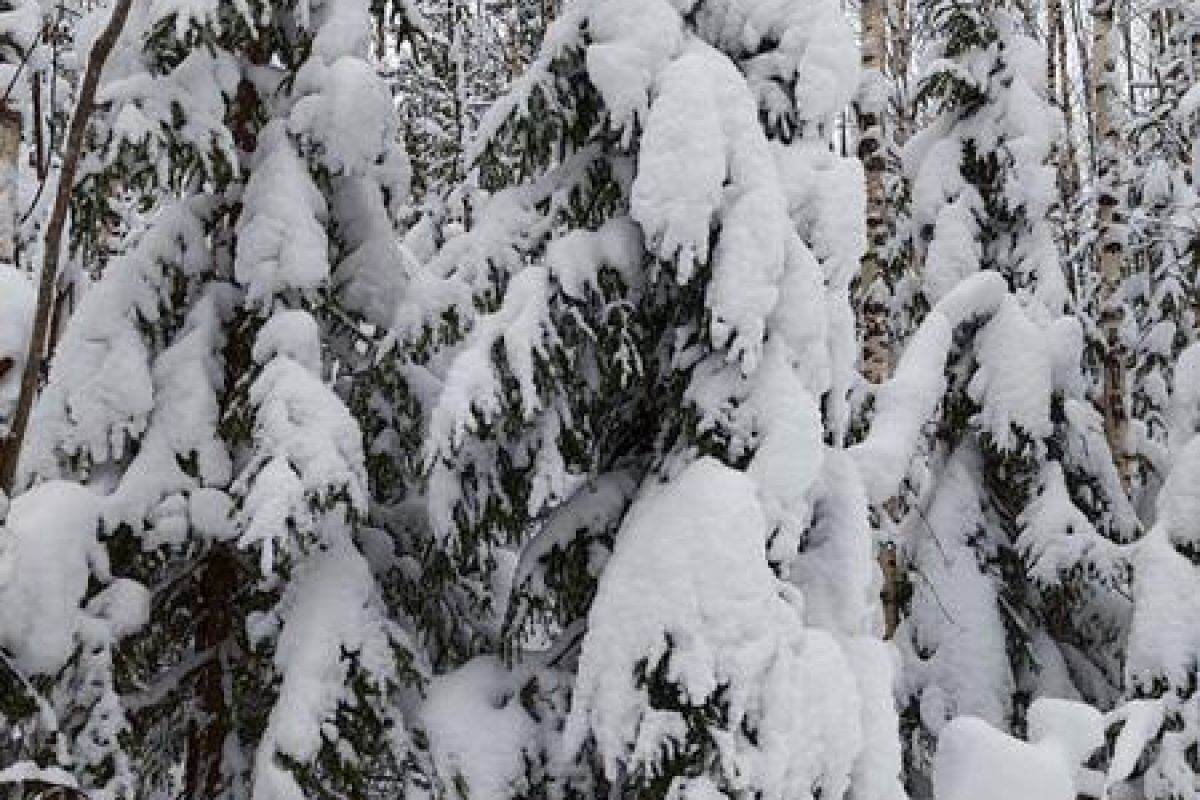 Снегоходный вираж в Карелии (экскурсия)