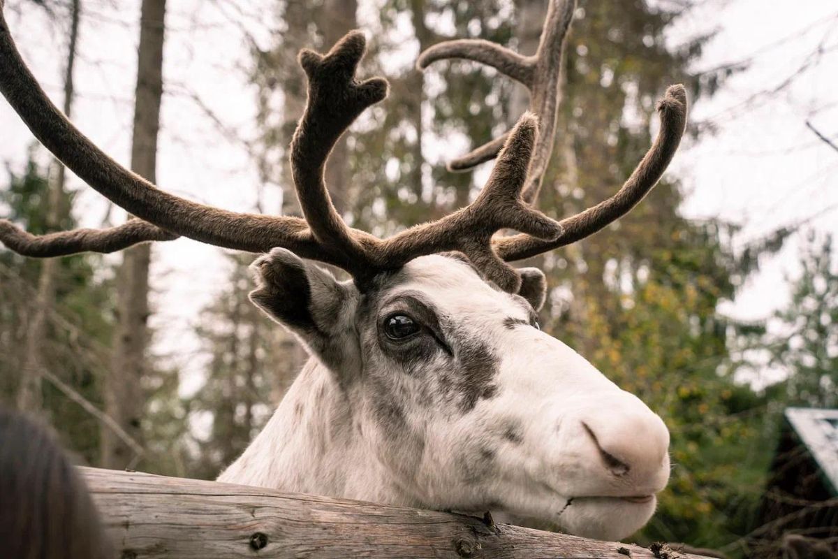 Хаски и олени: экскурсия в питомник (Карелия, Петрозаводск)