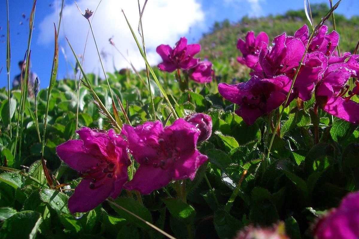 Джип-тур с восхождением на вулкан Горелый.