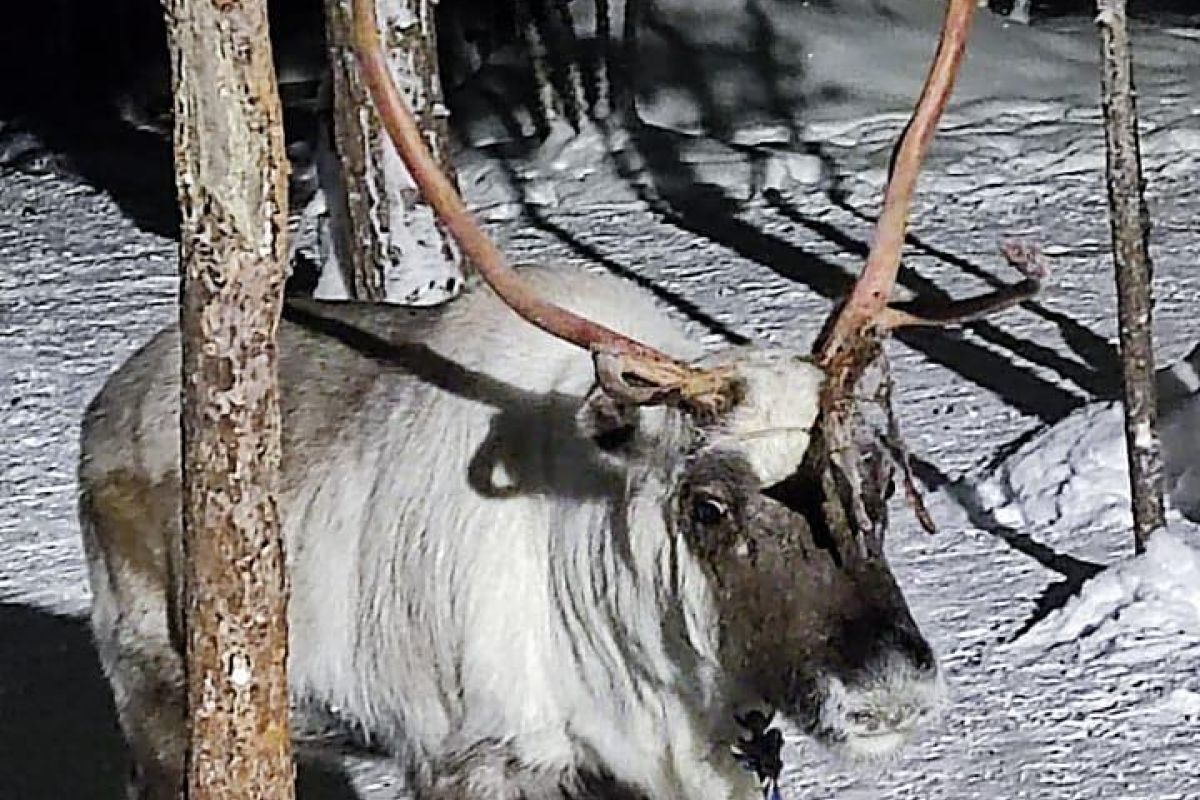 Магия Кольского (октябрь-декабрь)